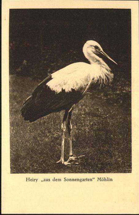 Tiere Heiry Möhlin Argau Storch