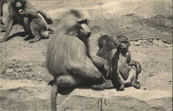 Affen Paris Famille de Singes Hamadryas