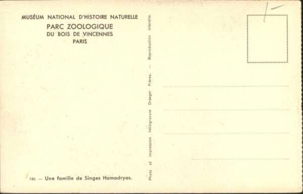 Affen Paris Famille de Singes Hamadryas – Bild 2
