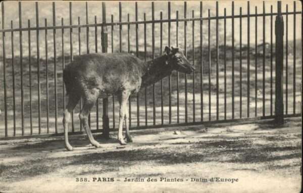 Tiere Paris Jardin des Plantes Daim d_Europe
