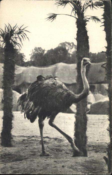 Tiere Paris Strauss Autruche