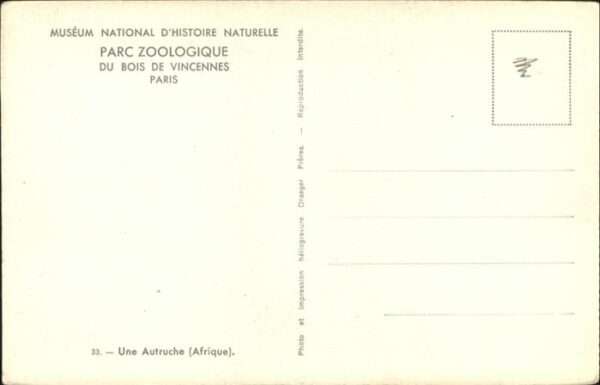 Tiere Paris Strauss Autruche – Bild 2