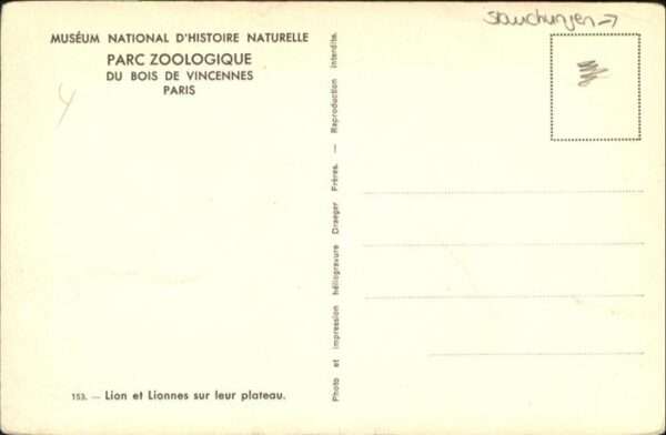 Tiere Paris Löwen – Bild 2