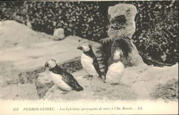Voegel Perros-Guirec Les Calculots