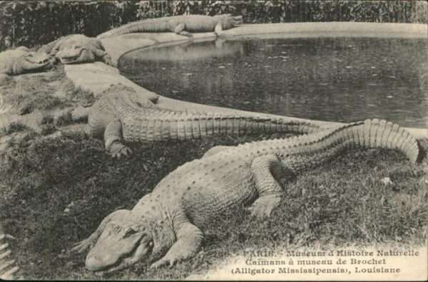Tiere Krokodile Alligator Mississipensis