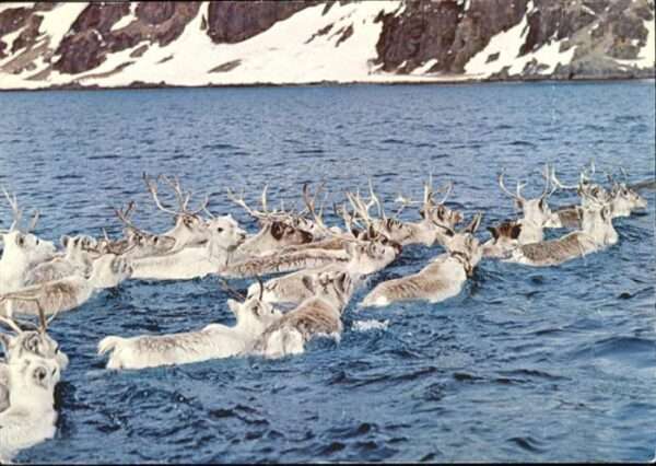 Tiere Reindeer Rentier