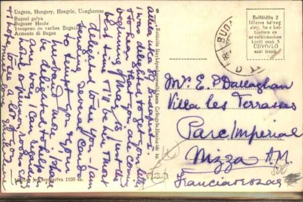Balkan Ungarn Ochsen – Bild 2