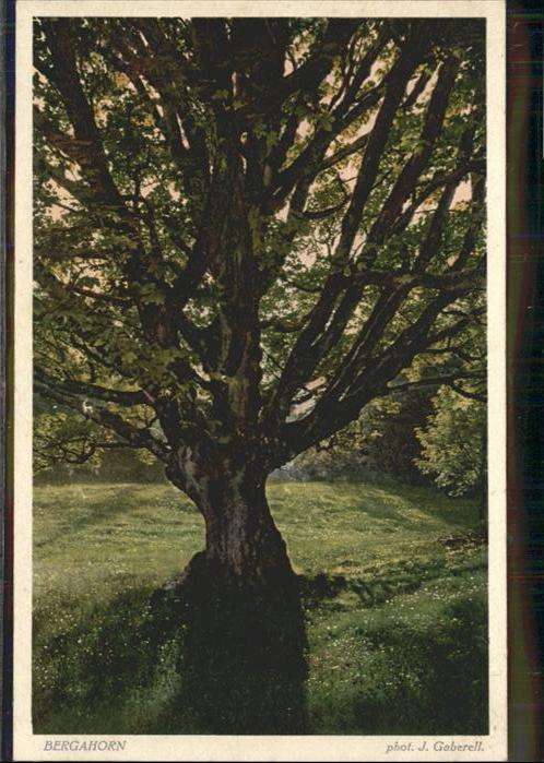 Kuenstlerkarte Künstler J. Gaberell Bergahorn Baum