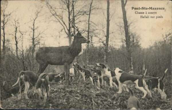 Hirsch Pont Ste Maxence Hunde