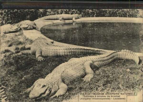 Tiere Alligator Paris Museum d_Histoire Natur