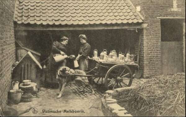 Hundekarren Hund Milch
