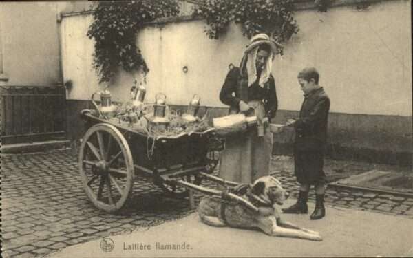 Hundekarren Laitiere flamande Hund Milch