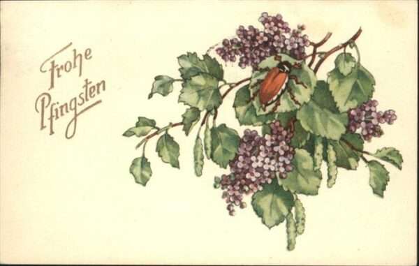 Maikaefer Cockchafer Hanneton Pfingsten