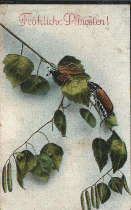 Maikaefer Cockchafer Hanneton Pfingsten