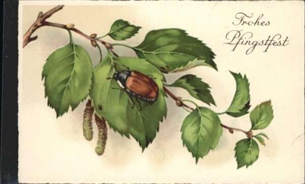 Maikaefer Cockchafer Hanneton Pfingsten