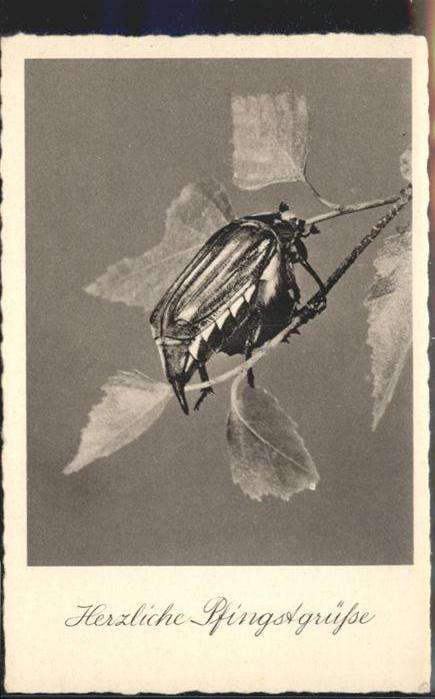 Maikaefer Cockchafer Hanneton Pfingsten