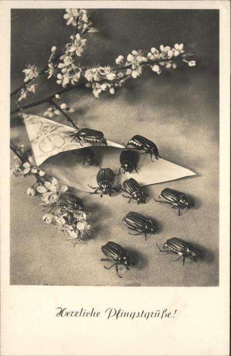 Maikaefer Cockchafer Hanneton Pfingsten