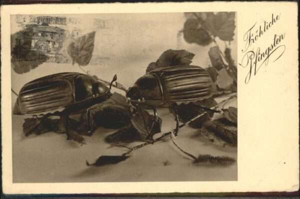 Maikaefer Cockchafer Hanneton Pfingsten