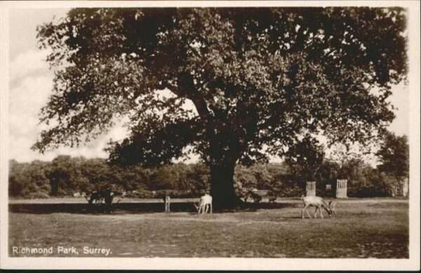 Richmond London Park Surrey Hirsch