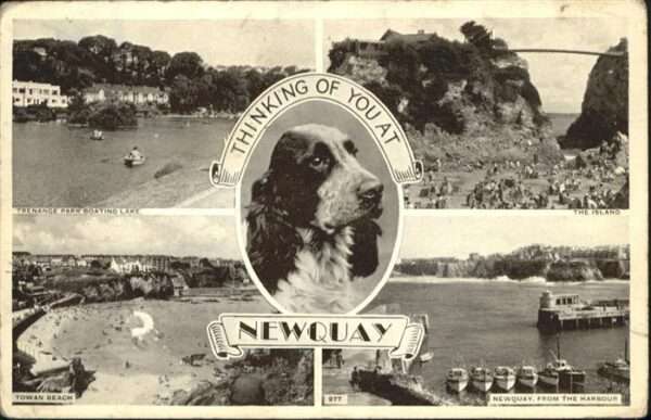 Newquay Hund