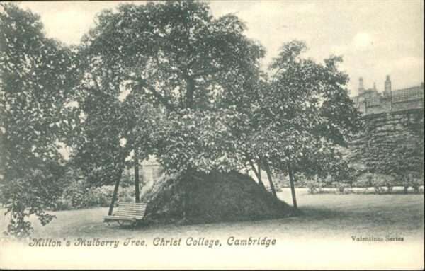 Cambridge Cambridgeshire Miltons Mulberry Tree Christ College