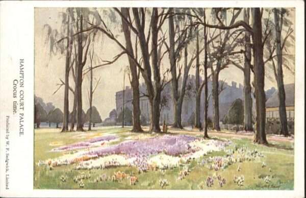 Hampton Court Crocus Time