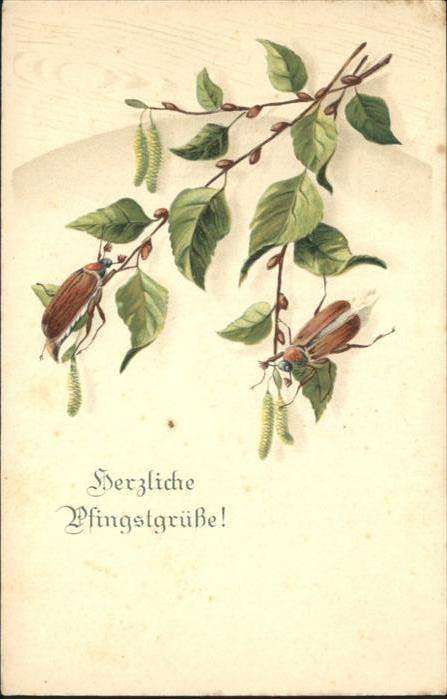 Maikaefer Cockchafer Hanneton Pfingsten