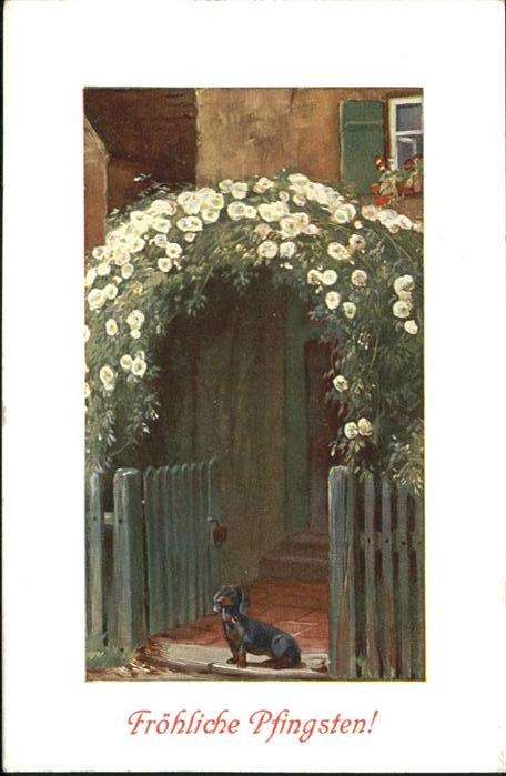 Pfingsten Pentecost Pentecote Hund