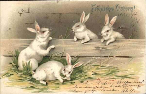 Ostern Easter Paques Hasen Albinos