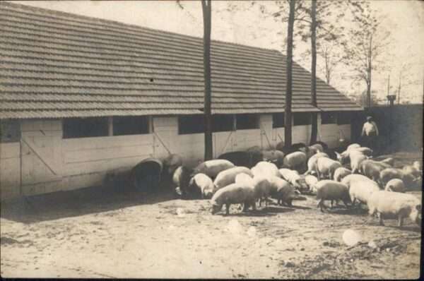 Schweine