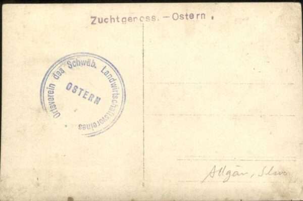 Schweine – Bild 2
