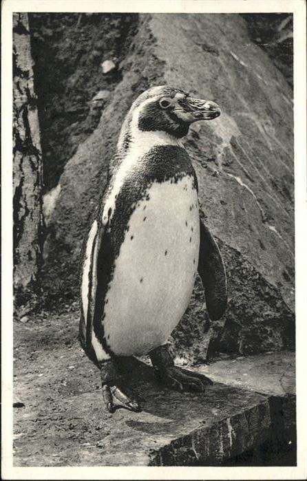 Voegel Pinguin