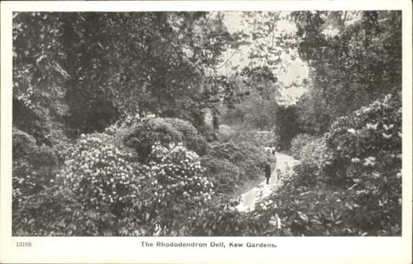 Kew London Kew Gradens Rhododendron Dell