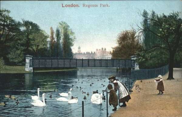London Regents Park Schwan