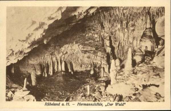 Hoehlen Caves Grottes Rübeland Hermannshöhle Wald Tropfstein