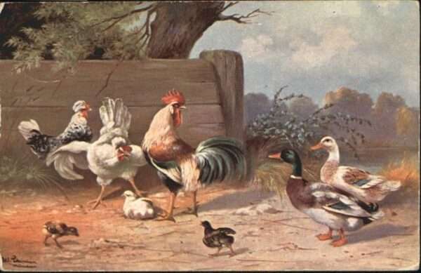 Gefluegel Enten Küken