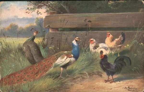 Gefluegel Pfau