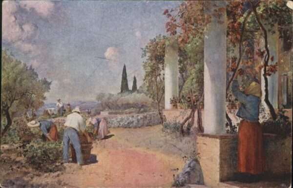 Wein Weinlese Montenard