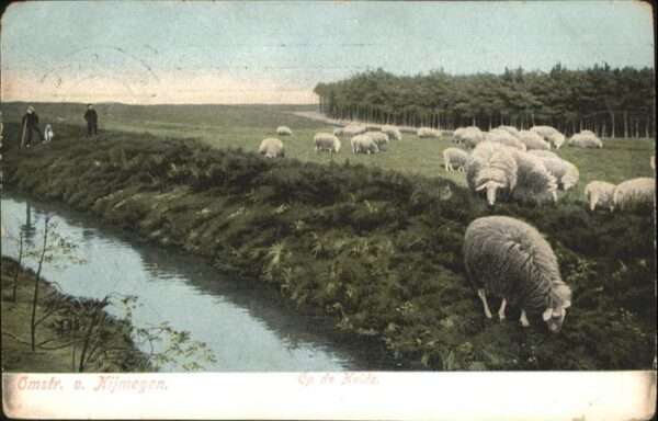 Nijmegen Op de Heide Schafe