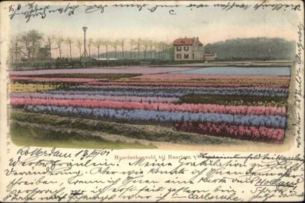 Haarlem Hyacinthenveld