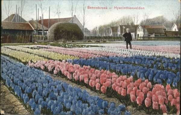 Bennebroek Hyacinthenvelden