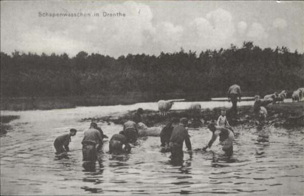 Drenthe Schapenwasschen