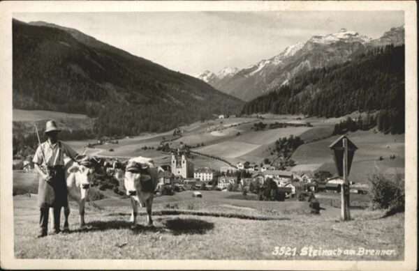 Steinach Brenner Tirol Kühe