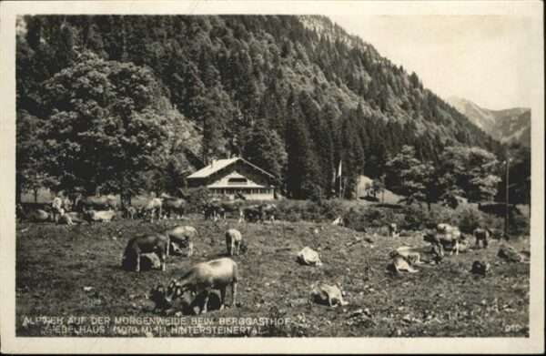 Hintersteinersee Morgenweide Ziegen