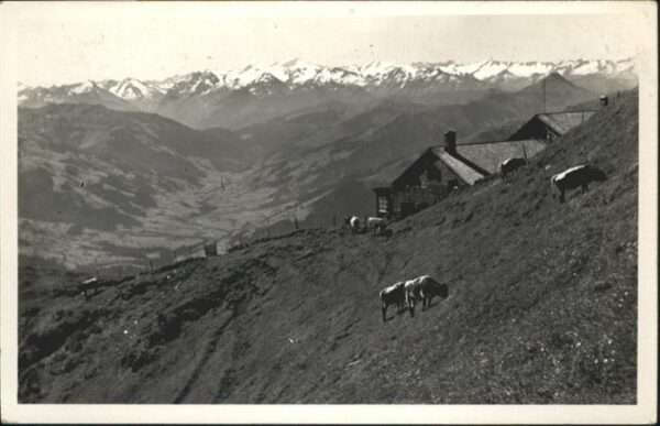 Kitzbuehel Tirol Gipfelhaus Kühe