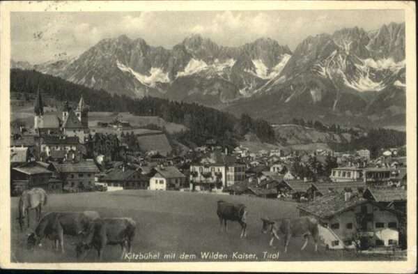 Kitzbuehel Tirol Wilden Kaiser Kühe
