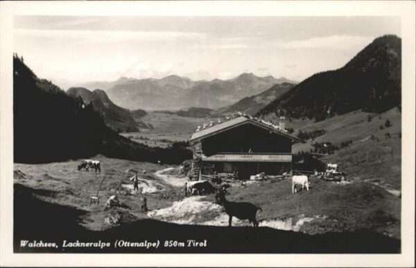 Walchsee Lackneralpe Ziegen Kühe