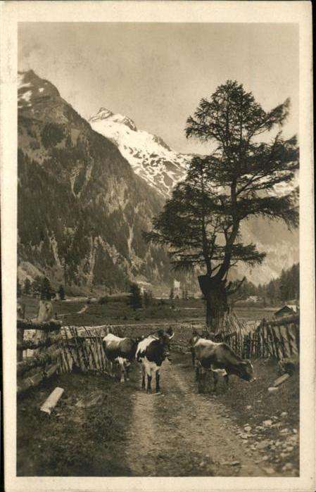 Mallnitz Kaernten Seebachtal Ankogel Kühe