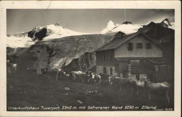 Tuxerjochhaus Kühe