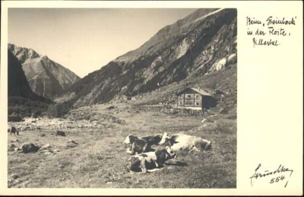 Mayrhofen Zillertal Beim Steinback Kühe